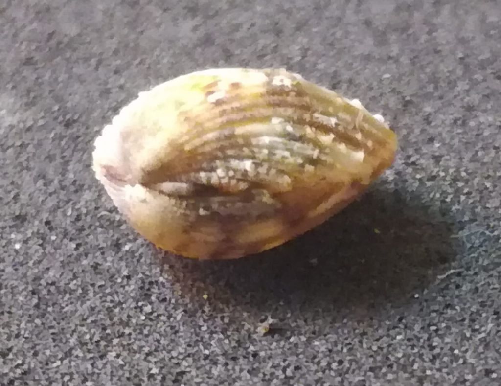 bivalve da identificare